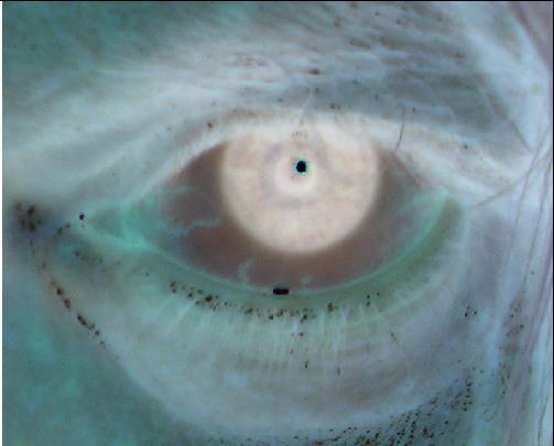 Photo Eye Of Want